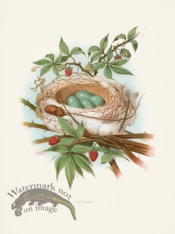 Thomas Gentry Bird 50